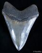 Collector Quality Megalodon Tooth - Just Under Inches #2025-1